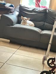 Reunited Male Dog last seen Near NW 42nd St, Miami, FL 33142, USA, Miami, FL 33142