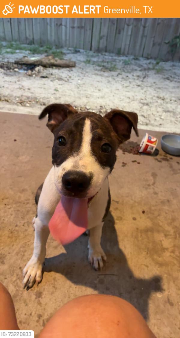 Found/Stray Male Dog last seen Down town Greenville, Greenville, TX 75401