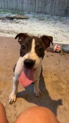 Found/Stray Male Dog last seen Down town Greenville, Greenville, TX 75401