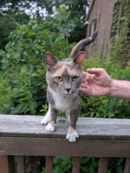 Found/Stray Female Cat last seen Cliffdale Rd & Murray Hill Rd, Fayetteville, NC 28304