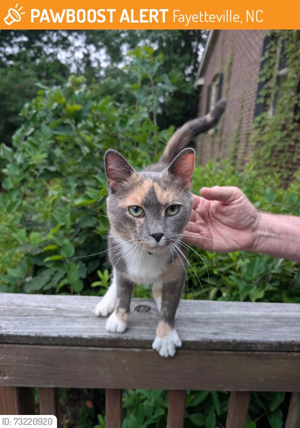 Found/Stray Female Cat last seen Cliffdale Rd & Murray Hill Rd, Fayetteville, NC 28304