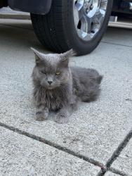 Found/Stray Male Cat last seen Gorsuch rd, Harlem Township, OH 43082