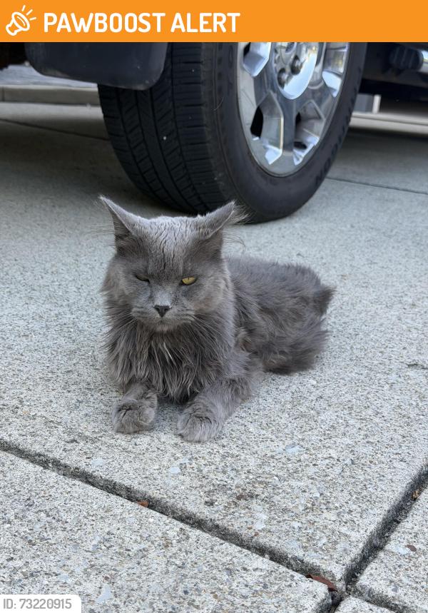 Found/Stray Male Cat last seen Gorsuch rd, Harlem Township, OH 43082