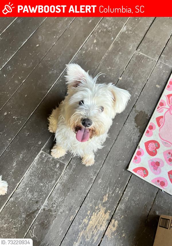 Lost Female Dog last seen Two Notch Rd, Columbia, SC 29223