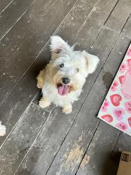 Lost Female Dog last seen Two Notch Rd, Columbia, SC 29223
