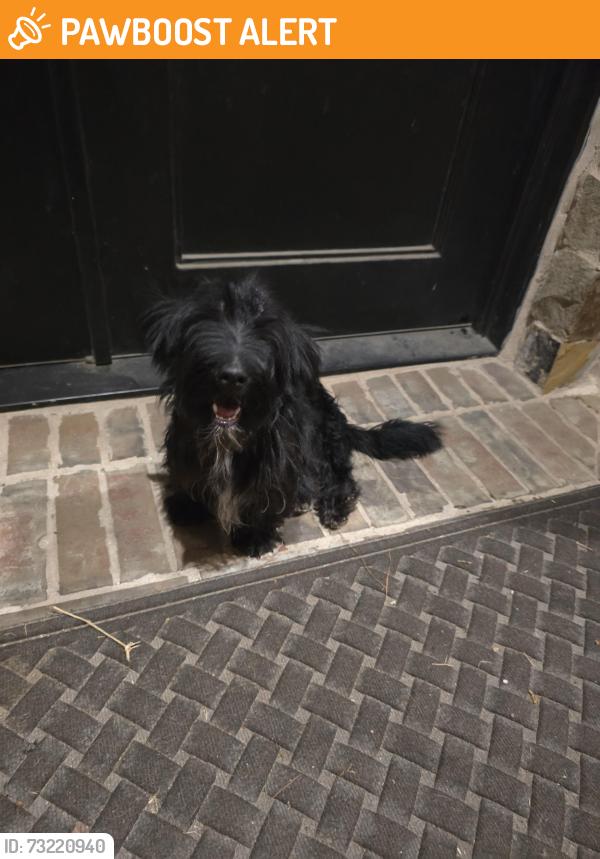 Found/Stray Male Dog last seen Dobbin Huffsmith and Highland ests, Montgomery County, TX 77354