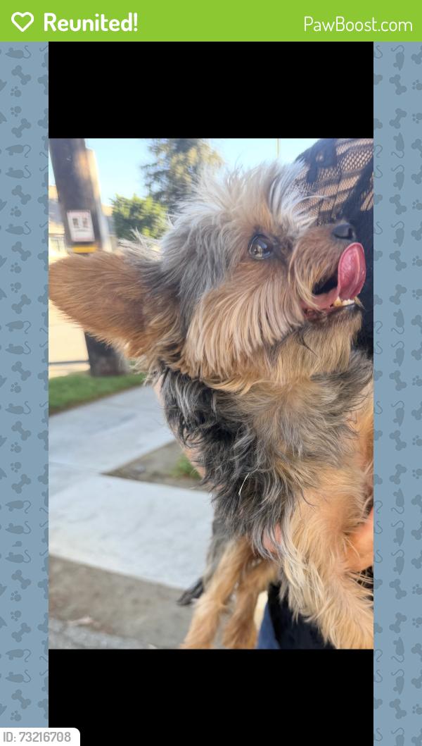Reunited Male Dog last seen Glenoaks and Orange Grove, San Fernando, CA 91340