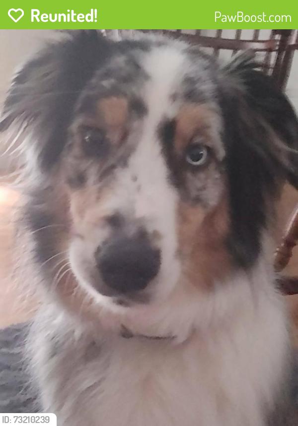 Reunited Male Dog last seen McDonald's 82nd Lamphier Street, Milwaukie, OR 97222