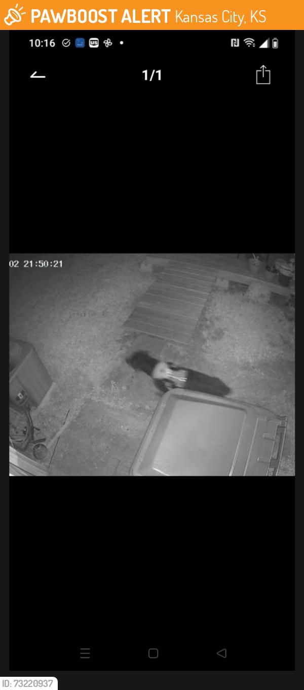 Found/Stray Unknown Dog last seen Highland drive, Kansas City, KS 66106