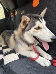 Found/Stray Male Dog last seen Countryside neighborhood, Marana, AZ 85653