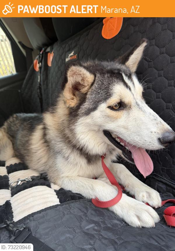 Found/Stray Male Dog last seen Countryside neighborhood, Marana, AZ 85653