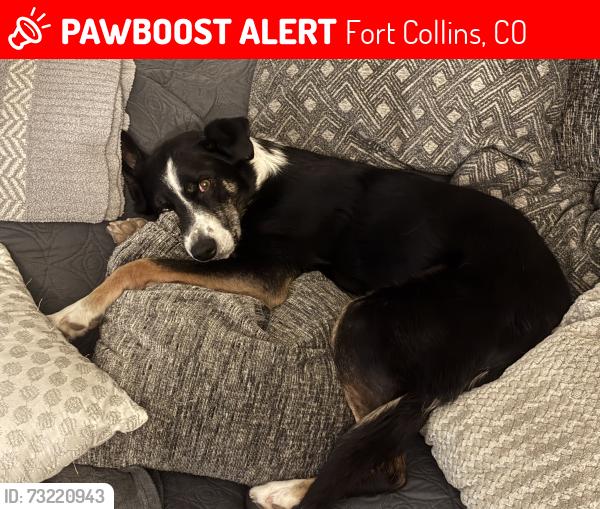 Lost Male Dog last seen Drake/horsetooth, Fort Collins, CO 80524