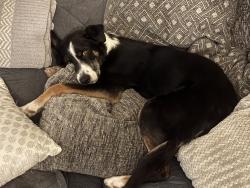 Lost Male Dog last seen Drake/horsetooth, Fort Collins, CO 80524