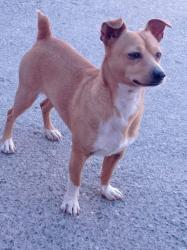 Lost Male Dog last seen La joya, Reynosa, Tamps. 78557