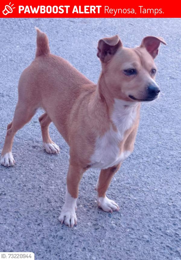 Lost Male Dog last seen La joya, Reynosa, Tamps. 78557