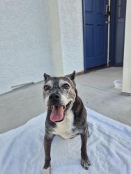 Reunited Female Dog last seen Brandon Street, Pasadena, CA 91107