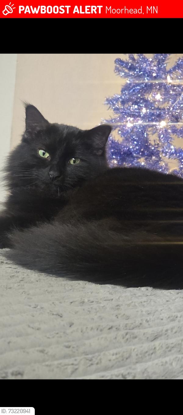 Lost Male Cat last seen 20th ave, 30th ave s., Moorhead, MN 56560