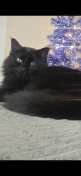 Lost Male Cat last seen 20th ave, 30th ave s., Moorhead, MN 56560