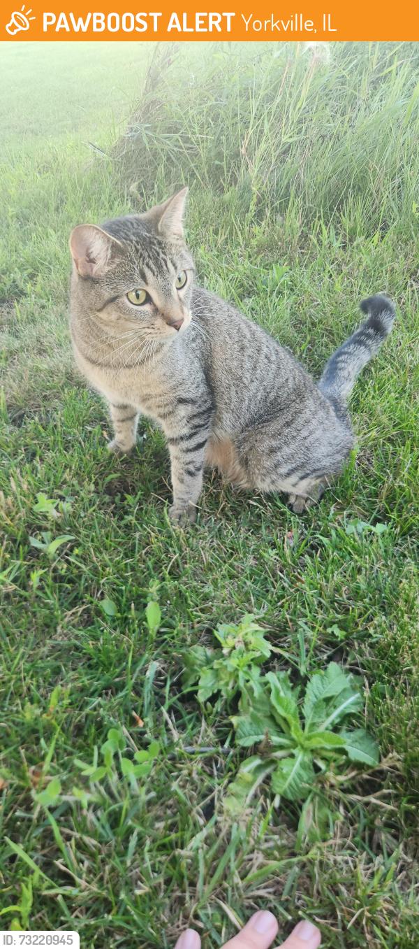 Found/Stray Unknown Cat last seen At a neighbor hse for the night until yorkville kendall county animal shelter opens, Yorkville, IL 60560
