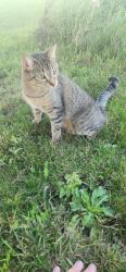 Found/Stray Unknown Cat last seen At a neighbor hse for the night until yorkville kendall county animal shelter opens, Yorkville, IL 60560