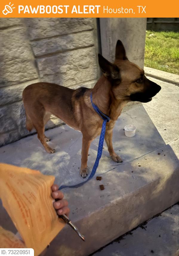 Found/Stray Female Dog last seen Yale, Houston, TX 77007