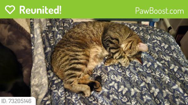 Reunited Male Cat last seen n linda vista & cory lane, Boise, ID 83704