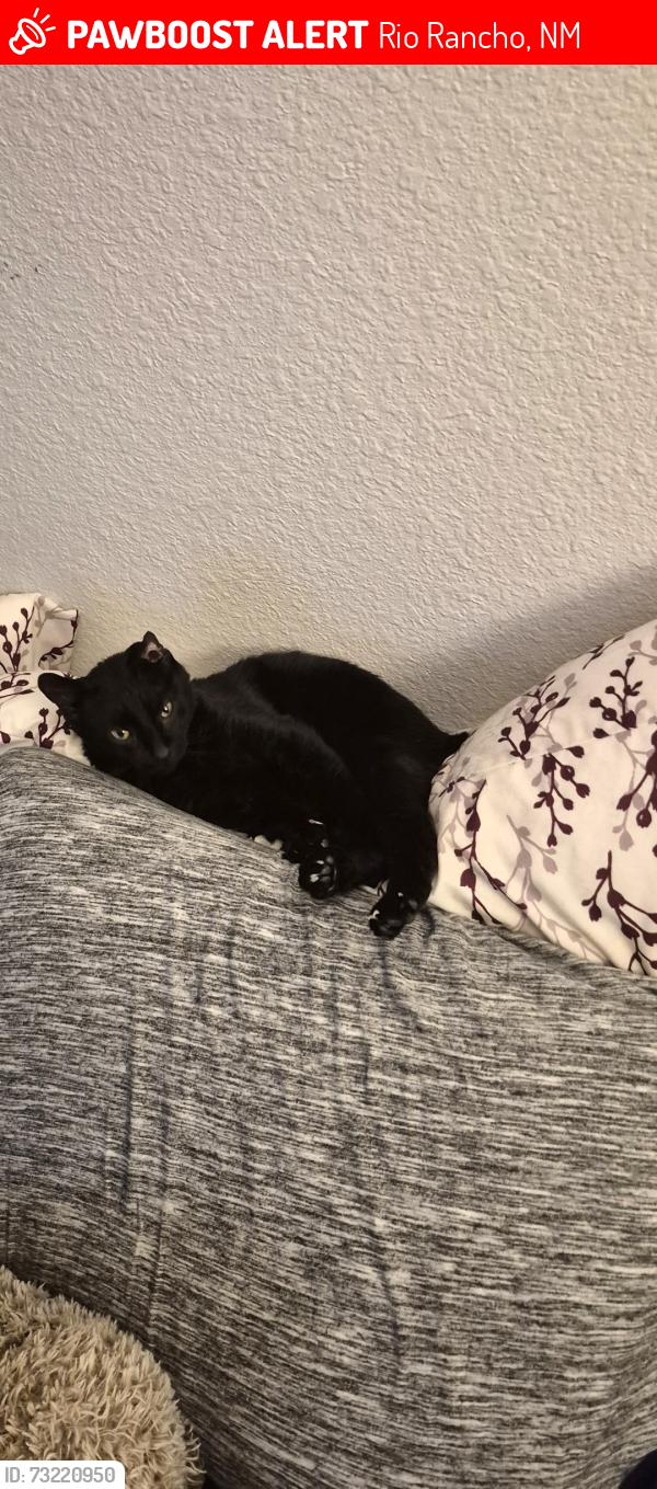 Lost Male Cat last seen Near and southern near Meadowlark apmts in Rio Rancho, Rio Rancho, NM 87124