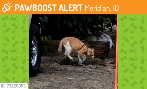 Found/Stray Unknown Cat last seen Ustick Rd and Linder Rd Meridian Idaho, Meridian, ID 83646