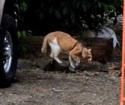 Found/Stray Unknown Cat last seen Ustick Rd and Linder Rd Meridian Idaho, Meridian, ID 83646