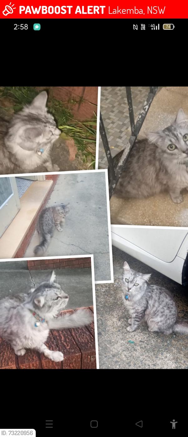 Lost Male Cat last seen Punchbowl road or lakemba st, Lakemba, NSW 2195