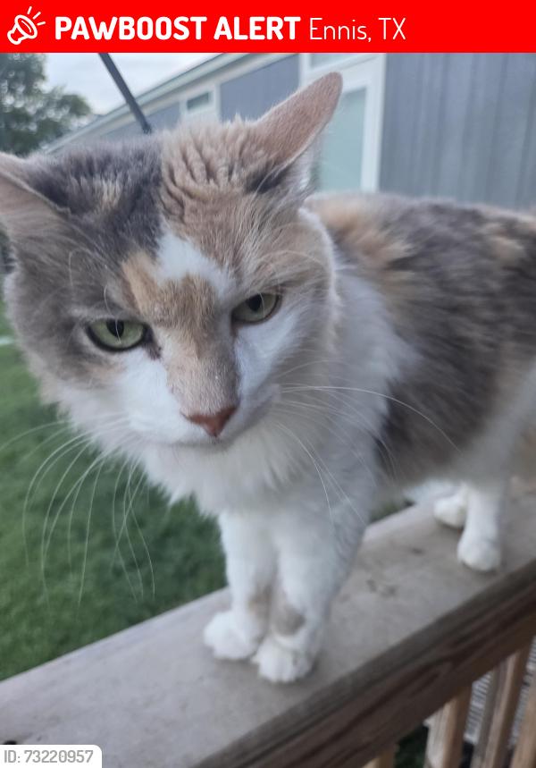 Lost Female Cat last seen Near hillcrest ennis tx 75119, Ennis, TX 75119