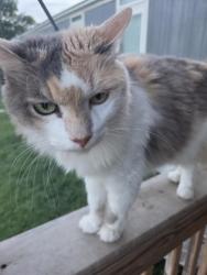 Lost Female Cat last seen Near hillcrest ennis tx 75119, Ennis, TX 75119