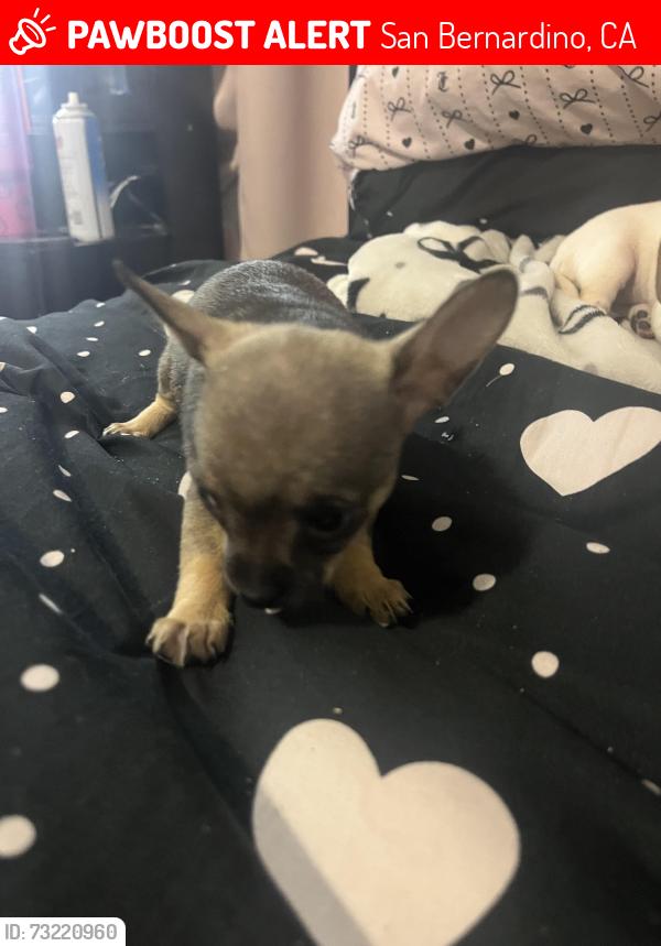 Lost Female Dog last seen 40th and mt view, San Bernardino, CA 92407