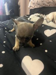 Lost Female Dog last seen 40th and mt view, San Bernardino, CA 92407