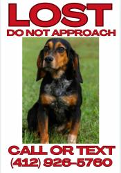 Reunited Female Dog last seen Community Library of Allegheny Valley, Natrona Heights, PA 15065
