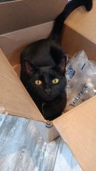 Lost Male Cat last seen Near hillcrest ennis tx 75119, Ennis, TX 75119