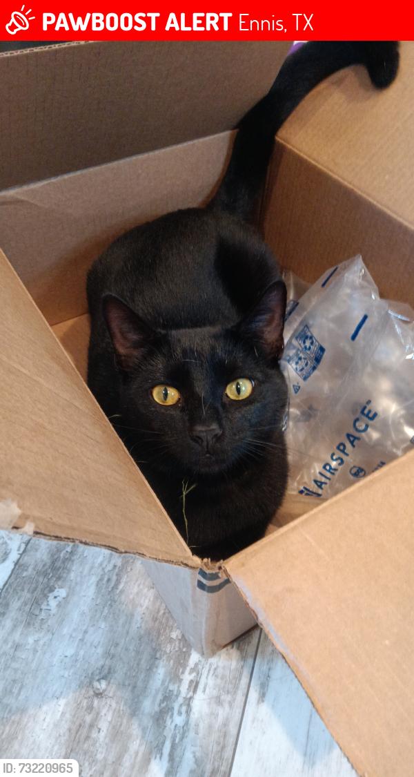 Lost Male Cat last seen Near hillcrest ennis tx 75119, Ennis, TX 75119