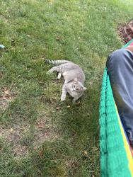Lost Male Cat last seen Longford Cir, Bode road, Shales Parkway, Elgin, IL 60120