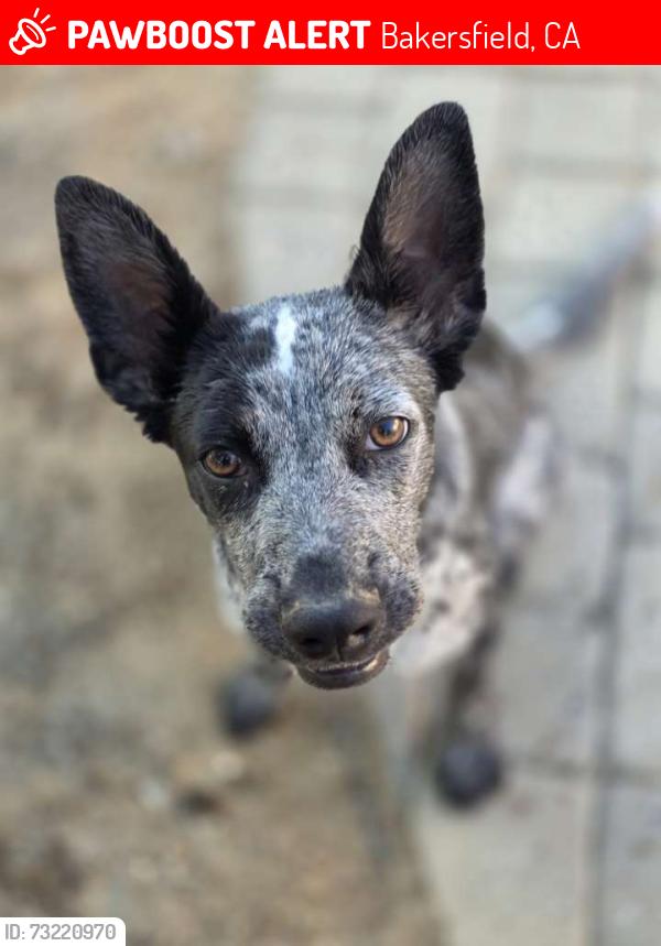 Lost Female Dog last seen Roberts Lane, Bakersfield, CA 93308
