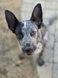 Lost Female Dog last seen Roberts Lane, Bakersfield, CA 93308