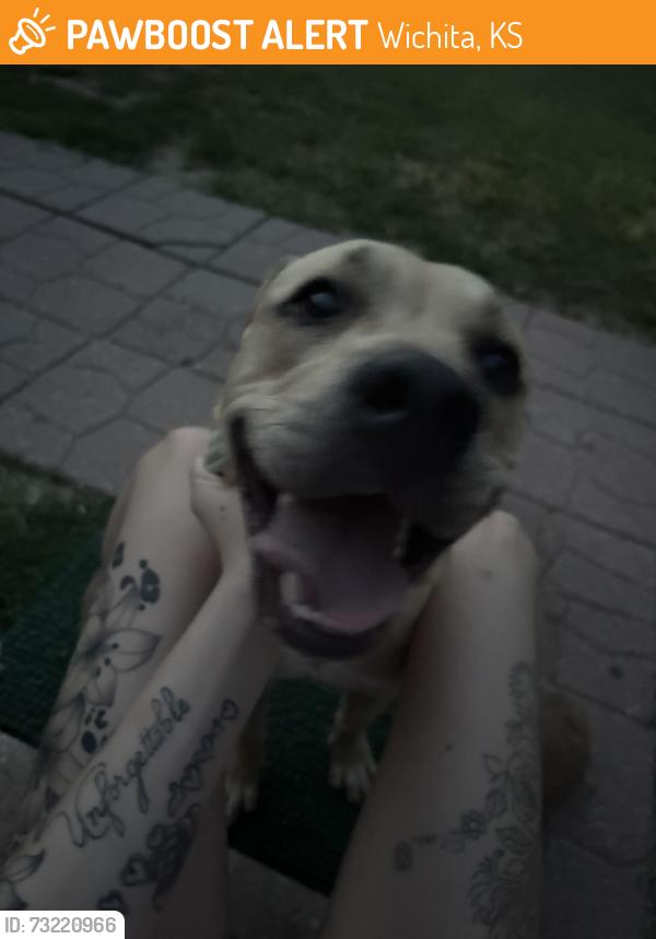 Found/Stray Male Dog last seen 47th and south seneca, Wichita, KS 67217