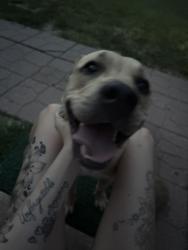 Found/Stray Male Dog last seen 47th and south seneca, Wichita, KS 67217