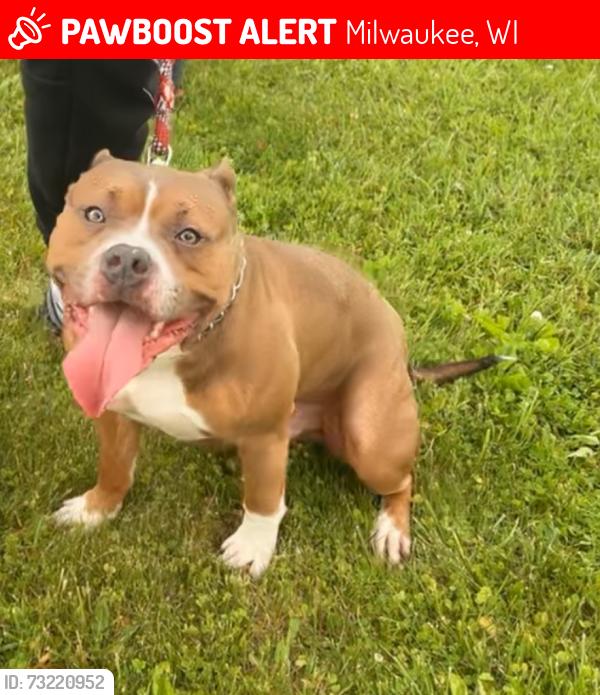 Lost Male Dog last seen North Hampton and Sherman Blv Milwaukee Wi, Milwaukee, WI 53209