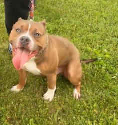 Lost Male Dog last seen North Hampton and Sherman Blv Milwaukee Wi, Milwaukee, WI 53209