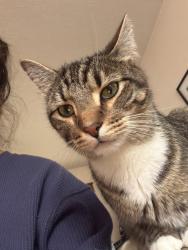 Lost Male Cat last seen Mercer st, New Castle, PA 16105