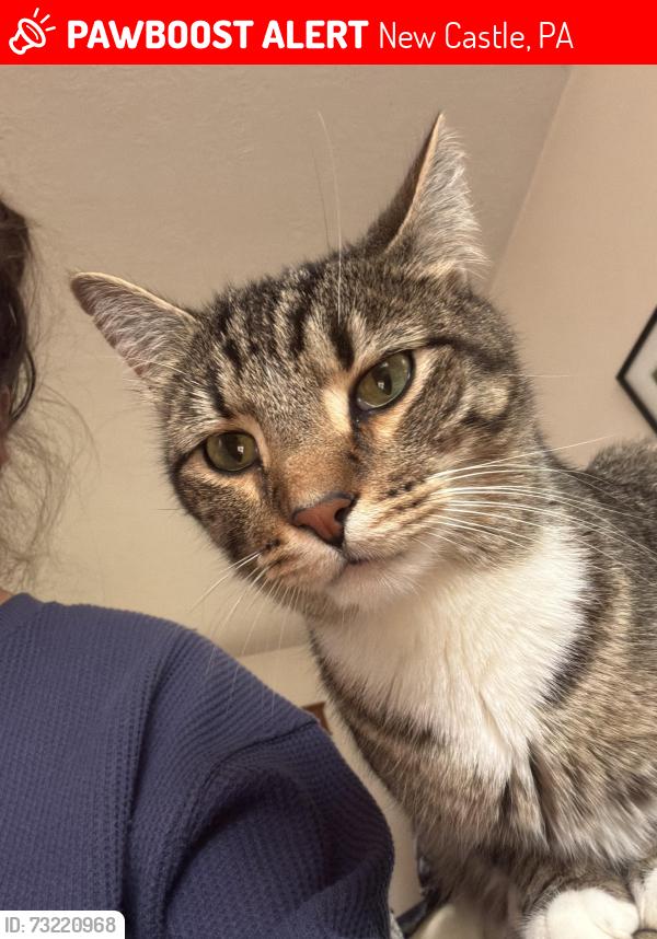 Lost Male Cat last seen Mercer st, New Castle, PA 16105