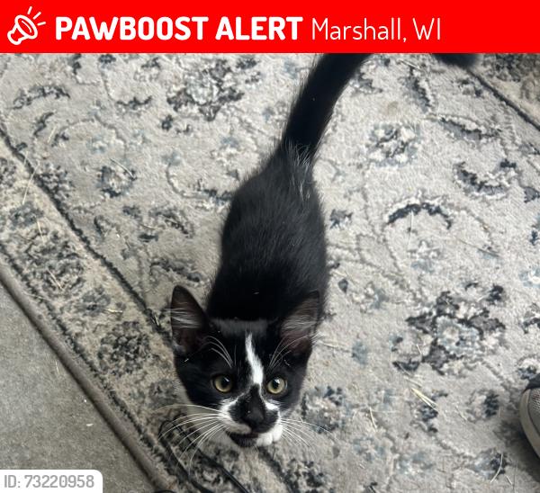 Lost Female Cat last seen County road tt and ridge road, Marshall, WI 53559