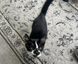 Lost Female Cat last seen County road tt and ridge road, Marshall, WI 53559