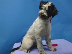 Shelter Stray Male Dog last seen , 216 W Victoria St, Gardena, CA 90248, USA