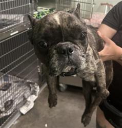 Shelter Stray Male Dog last seen , 1850 W 60th St, Los Angeles, CA 90047, USA